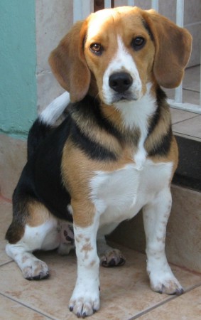 Beagle