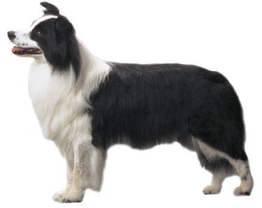 Border Collie