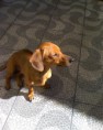 Basset ou Salsicha